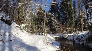 Der Hofgrabenwald (Hofgrabenspazierweg) im Schnee