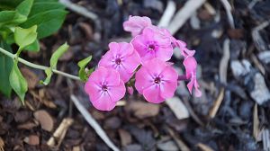 Phlox paniculata rosa