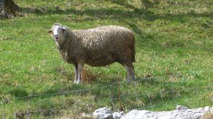 Schaf am Bauernhof